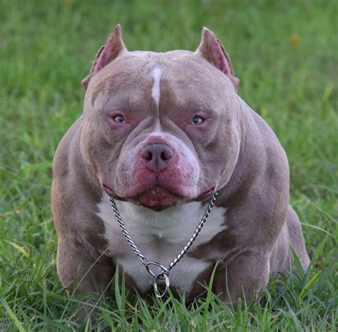 American bully bloodline. American Bully History. Written by Blake in Learn. Developed in the mid-1990’s the American Bully was initially bred on the US coast and is now one of the most popular breeds. The breed is a cross between the American Pitbull Terrier and the American Staffordshire Terrier. However, the journey of the breed has not been plain sailing. 