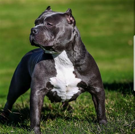  13-21” at shoulders or smaller. Powerful in stature but sweet in disposition, the American Bully is a wonderful family dog with a laid-back personality. Born with a strong desire to please, American Bullies are loyal, confident, and can be extremely tolerant with children. . 