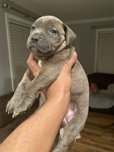 About Good Dog. Good Dog helps you find American Bully puppies for sale near Illinois. Through Good Dog’s community of trusted American Bully breeders in Illinois, meet the American Bully puppy meant for you and start the application process today. Find a American Bully puppy from reputable breeders near you in Illinois..