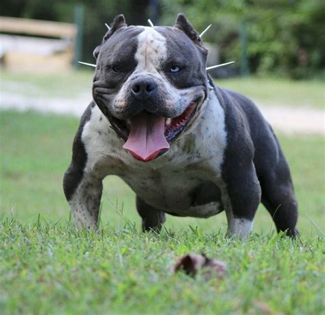 Find a American Bully puppy from reputable breeders n