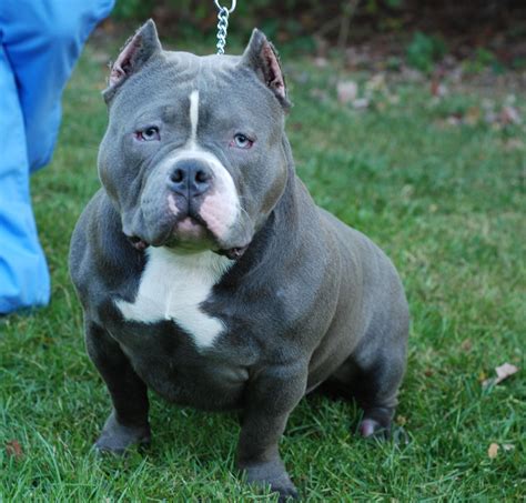 The American Bully is an outgoing, friendly, and trustworthy dog. They’re wonderful companions that enjoy showing affection and love. This is a very brave and intelligent breed, but despite their name, American Bullies are gentle dogs that aim to please. In fact, they’re known to be very tolerant and good with children.. 