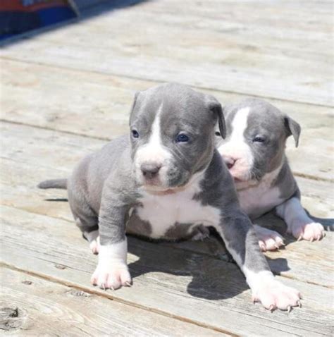 American Bully puppies looking for their forever homes. 