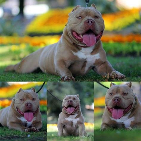 At Gatorhead Bullies ® - GHB, we specialize in b