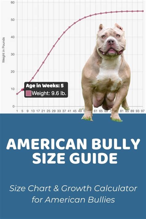 Bully bulldog dogfoodsmart American bully weight+growth