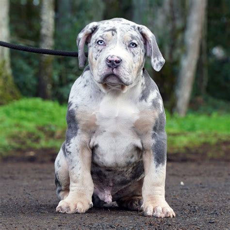 The Blue Nose Merle Pitbull is a special pitbull breed. A combination of the American Pit Bull Terrier and Pitbull Terrier. They weigh, on average, between 50-65 pounds, depending on their gender—males usually being heavier than females. They typically stand between 17-21 inches tall at the shoulder..