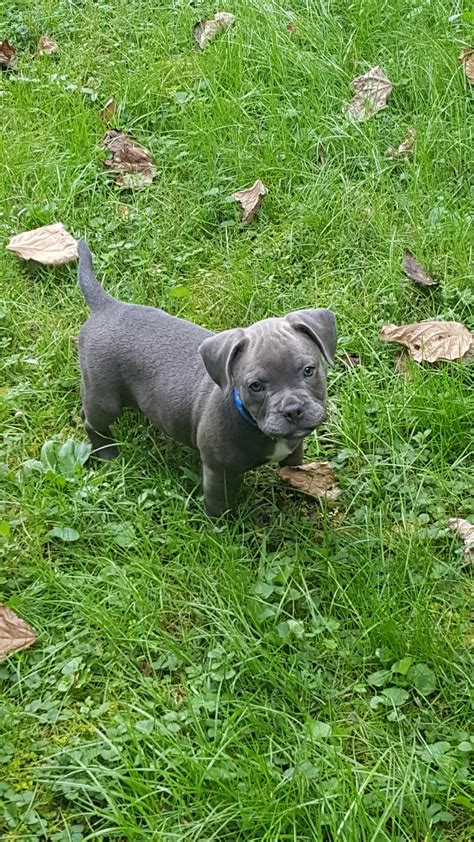 American bully mix with french bulldog. Bully is bred by crossing a Patterdale terrier with an American pit bull to produce a dog that is friendly, loyal and loving. The miniature version of the American pit bull terrier is … 