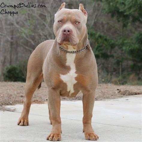 All North Carolina Cities Dogs in North Carolina by City. Find American Bully dogs and puppies from North Carolina breeders. It's also free to list your available puppies and litters on our site.. 