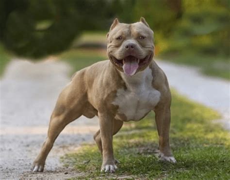 American XXL Bully is bred to be as large as poss