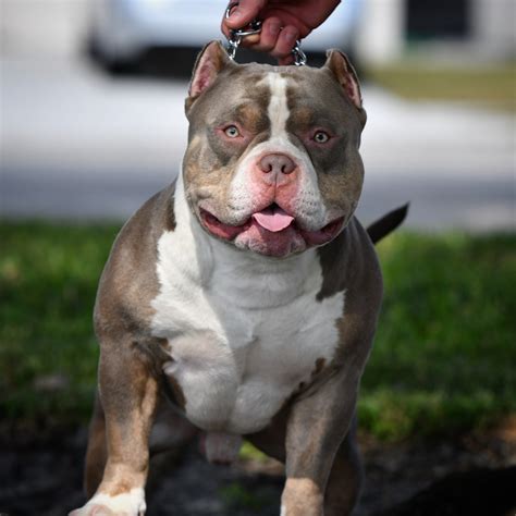 Our American Bully puppies come with multiple dewormings, vaccinations, and a strong foundation of training for our clients to build on. Our dogs are known for their very ….