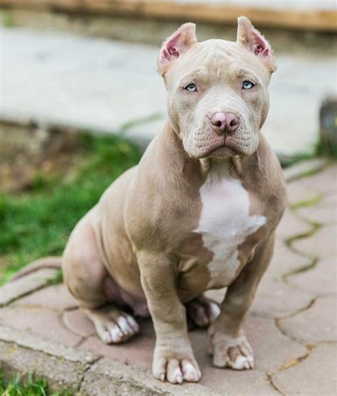 A tri-colored American Bully is one that has three colors on their coat instead of the usual one or two coat colors. The tricolor pattern features three clear and separate – one base color, tan and white. The base color can be any of the range of American Bully coat colors including black, lilac, blue and chocolate.. 