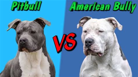 The american bully was made up of many bully breeds and is meant to be the ultimate companion dog. American bullies are primarily made up of pitbulls, AM staffs and american bulldogs so there is huge similarities looks wise. A true pitbull is much smaller than a bully, probably similar to a standard bully in height but only 20-27kg in weight.