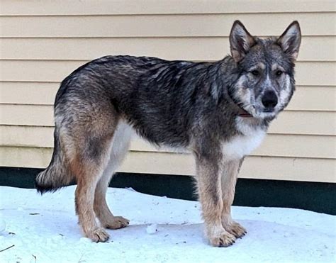 American dirus dog. Mar 27, 2015 ... This lady had a dog ... dirus. www.direwolfproject.com. When I was ... here is an American Alsatian.. American Alsatian dogs Information and ... 