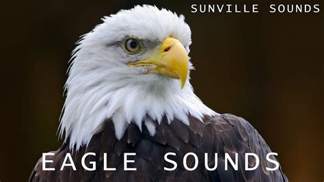 American eagle sound. Add this video to a playlist for easy future access!American Silver Eagle Tone: 0:30American Gold Eagle Tone: 0:37Morgan Silver Dollar Tone: 0:45★↓SUPPORT MY... 