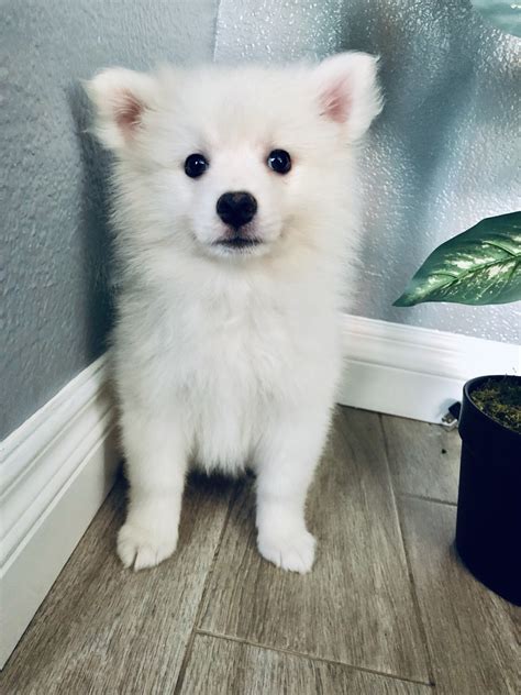 American eskimo puppies for sale craigslist. Boost. ⭐️Reduced⭐️ 2x Beautiful Merle Frenchie Puppies 🤩. £800. French BulldogAge: 4 months2 male / 4 female. Kay W. Llanarth. 24. Boost. Gorgeous,extensively health tests,red cavapoo Boys. 