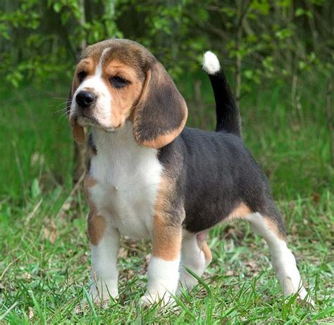 American foxhound puppies. Jun 18, 2011 ... Talk to the breeder, describe exactly what you're looking for in a dog, and ask for assistance in selecting a puppy. Breeders see the puppies ... 