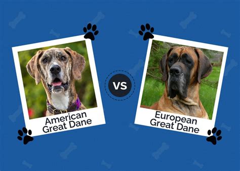American great dane.  Dec 12, 2025 · European Great Dane Overview Appearance I...
