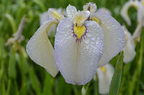American iris society. The accredited judge is the backbone of The AIS judging program and is responsible for the selection of award winners. It is the judges’ votes that determine which irises receive awards and thus are recommended to the public. Serving as a judge is a privilege, and duties should be fulfilled with dedication. The judge is a … 
