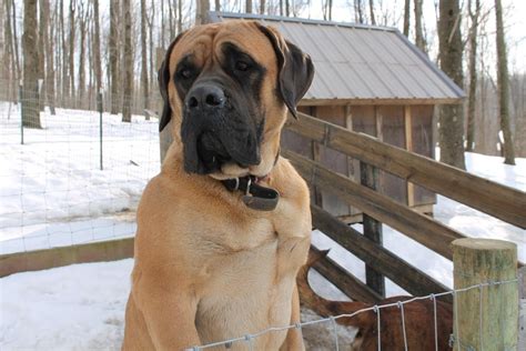 American mastiff puppies for sale. Weight: Males: 50-80 pounds. Females: 45-75 pounds. Height: Males: 15-21 inches. Females: 15-21 inches. Learn all about your favorite dog breed! Continental Kennel Club recognizes and publishes CKC Breed Standards for hundreds of dog breeds. 