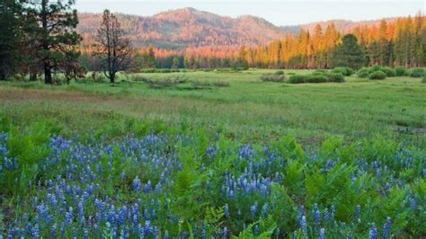 American meadow. Things To Know About American meadow. 