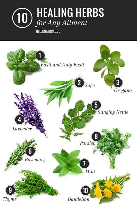 American medicinal leaves and herbs guide to collecting herbs and using medicinal herbs and leaves. - Diseño y práctica de sistemas fotovoltaicos.