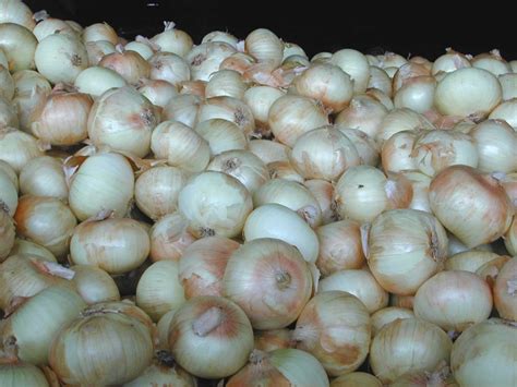 Yellow onion. The three most common types of onions — the ones that grow as large bulbs and come in yellow, white, and red varieties — are all known as storage onions. That's because, as their .... 