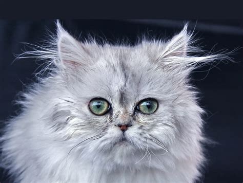 American persian cat