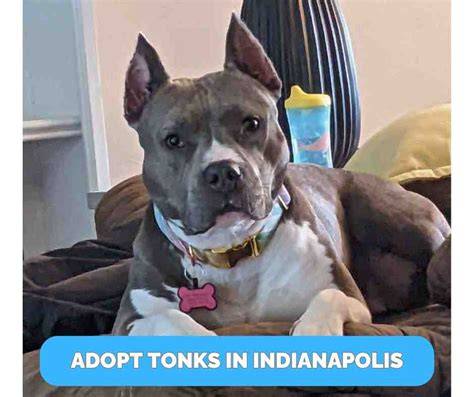 American pitbull for adoption. " When we use How much does an American Pit...