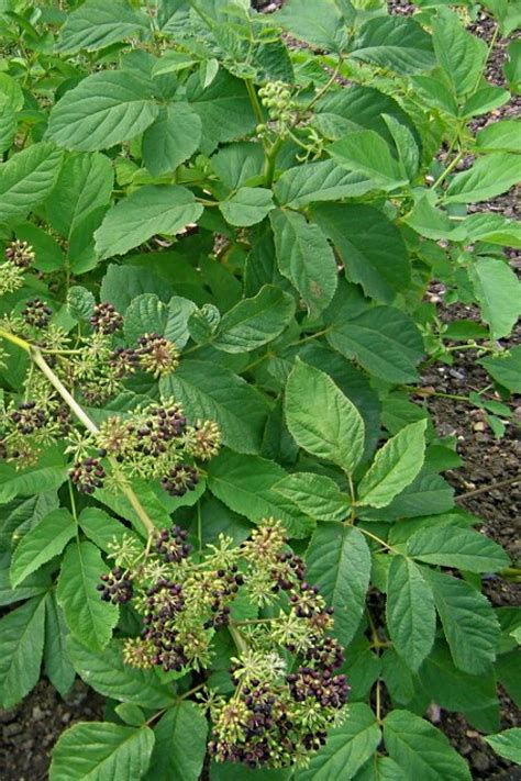 Common Names: American spikenard, Spignet, pettymorrel, Nard. Description: Wild Sarsaparilla is a perennial herb that grows up to 2 feet in height. The leaves are large and round with long, pointed tips. . 