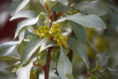 Autumn olive, scientific name Elaeagnus umbella