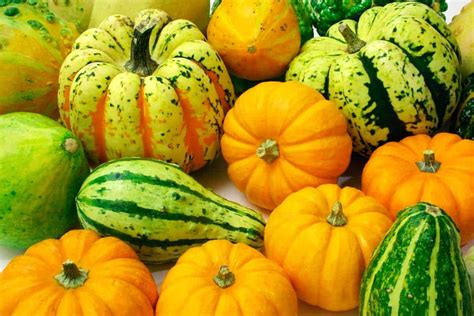 Squash – which produces long stems and huge leaves, was planted by Native-American gardeners in segregated plots or in ten- to 20-foot-wide sections of com/bean fields..