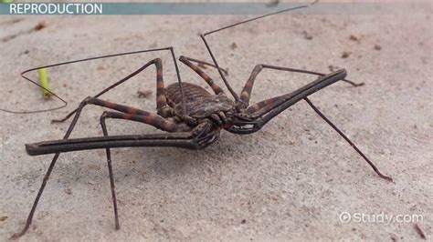 American whip spider.  These so called &ldquo;whips&rdquo; can be three to six tim...