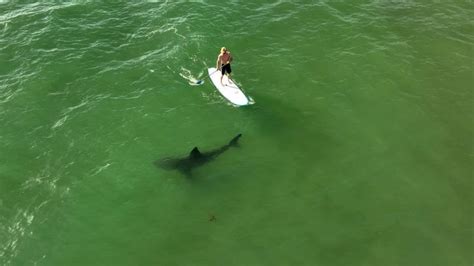Americans are spotting more sharks in the water. Here’s why that’s a good thing