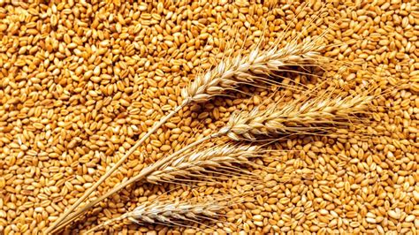 Amerikan Buğday Fiyatları - Investing.com