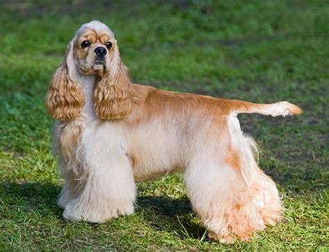 Amerikansk cocker spaniel