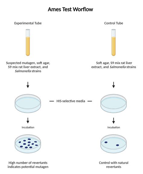Ames Test Protocol AAT Bioquest