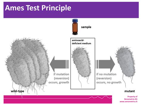 Ames Test Scientific background Xenometrix