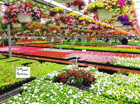 Amherst Greenhouse, Harrod, Ohio. 25,742 likes · 7 talking about this · 3,639 were here. Nurseries & Gardening Store. 