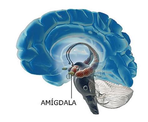Amigdala anksiyete
