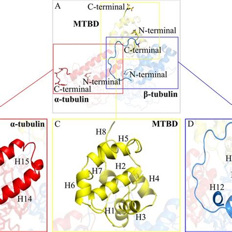 Amino-acid alterations in the β-tubilin gene of Neurospora