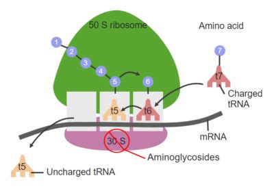 Aminoglycosides Concise Medical Knowledge - Lecturio