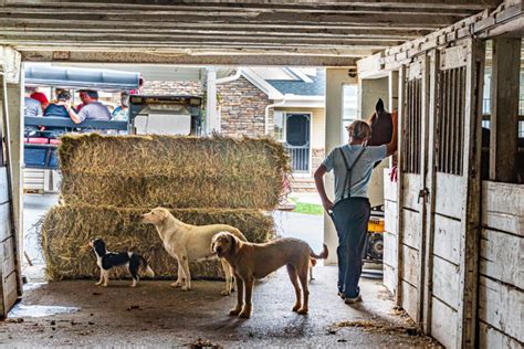 Puppy mills are dog breeding ... Amish and Mennonite