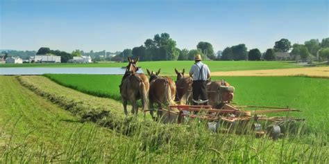 An Amish farmer (Amos Miller, Miller’s Organic Farm) from Pennsyl