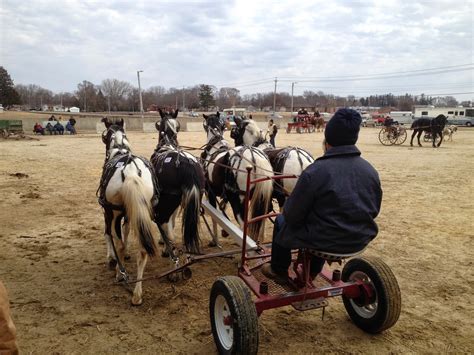 Amish horses for sale. Welcome to Roseview Farms- Percherons and warmbloods for sale. 725 Nicholas rd, Ionia, MI 48846, US (616) 902-0451 (616) 902-0451. ... Horses for sale; equipment and ... 