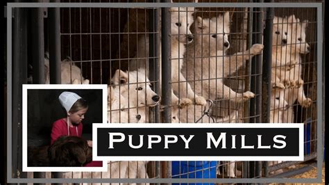 Amish puppy mills. Madonna of The Mills. Uplifting tale of a Staten Island woman who rescues more than 2,000 dogs condemned to death in hellish Amish Country puppy mills. The film follows four dogs, who spent their entire lives in tiny cages, as the lovable creatures are nursed back to health, transforming the lives of the people who adopt them. 