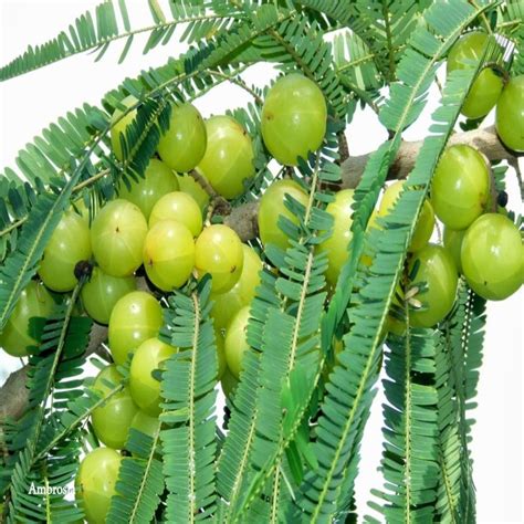 Amla