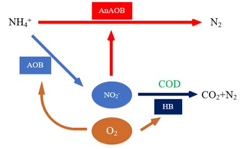 Ammonia Oxidizing Bacterium - an overview ScienceDirect Topics