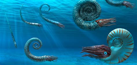 Ammonite time period. Things To Know About Ammonite time period. 