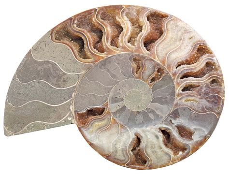 In nautilus, the siphuncle runs medially through the chambers, whereas in ammonoids, it ran along the outside lateral edge. The shell chambers are separated by walls called septa. Nautilus have simple septa, while ammonites had complex septa. It's believed that the complex septa could have benefited the ammonites in a few ways: 1) increasing .... 