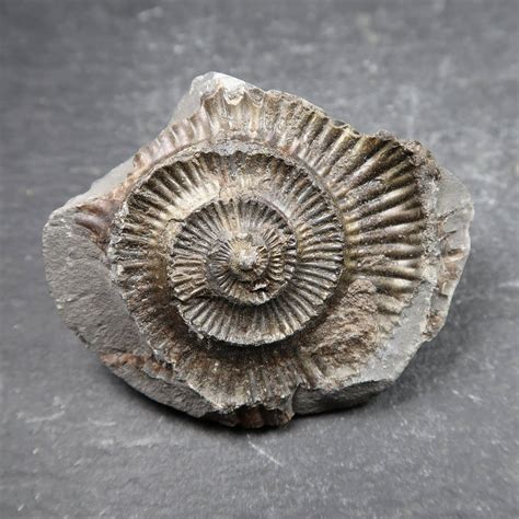 Age Bajarunia sp. ammonoid fossil. The Pa