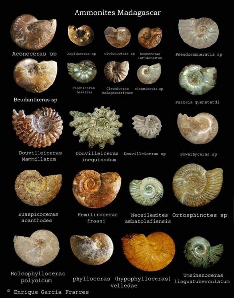 As if that's not cool enough, scientists use ammonite as a way to link specific geologic time periods. To us, Ammonite is one of the most romantic specimens for .... 